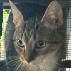 Enlarge Millie, a Adoptable Domestic Short Hair in Duette, FL image 4/4