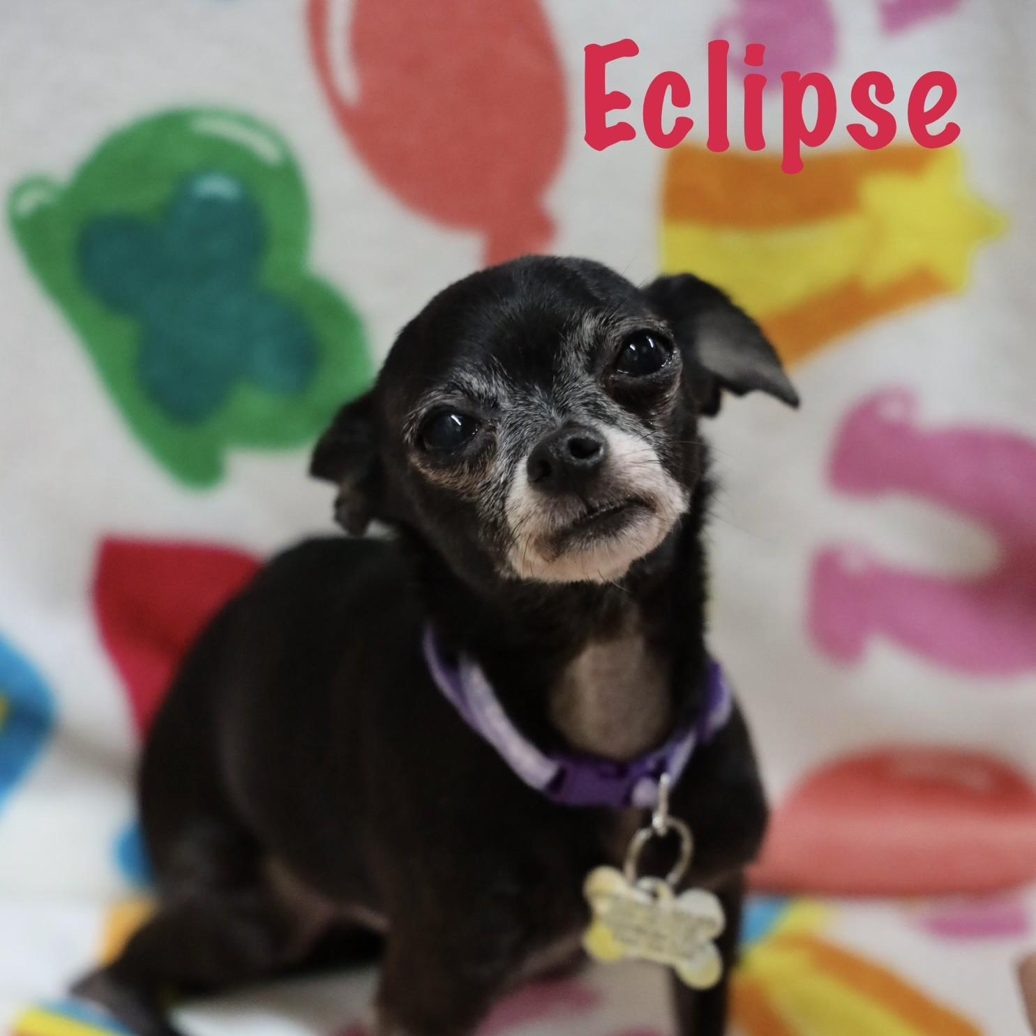 Eclipse, adopted, Adult Female Chihuahua.