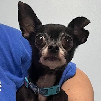 Enlarge Eclipse, an adopted Chihuahua in Albany, NY image 2/2