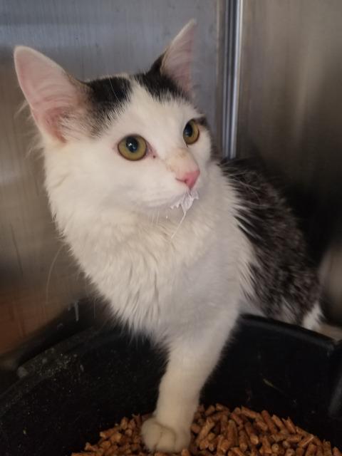 Maybel, Adopted, Adult Male Domestic Long Hair.