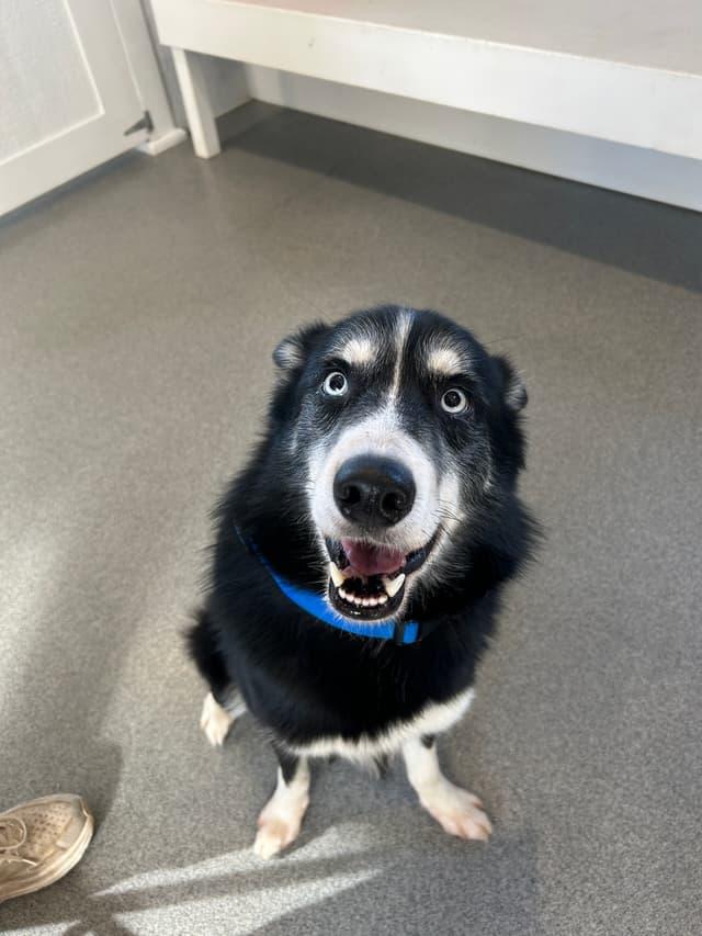 Enlarge Dice, a ADOPTABLE mixed breed in Seward, NE image 1/4