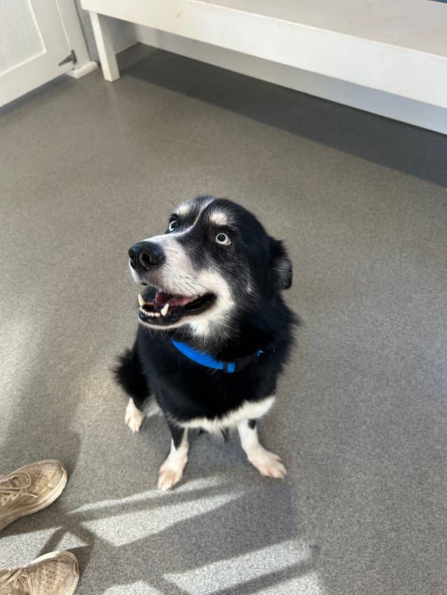 Enlarge Dice, a ADOPTABLE mixed breed in Seward, NE image 2/4