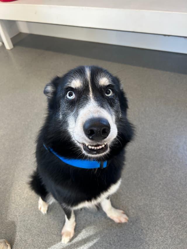 Enlarge Dice, a ADOPTABLE mixed breed in Seward, NE image 3/4
