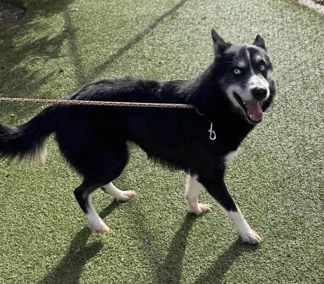 Enlarge Dice, a ADOPTABLE mixed breed in Seward, NE image 4/4