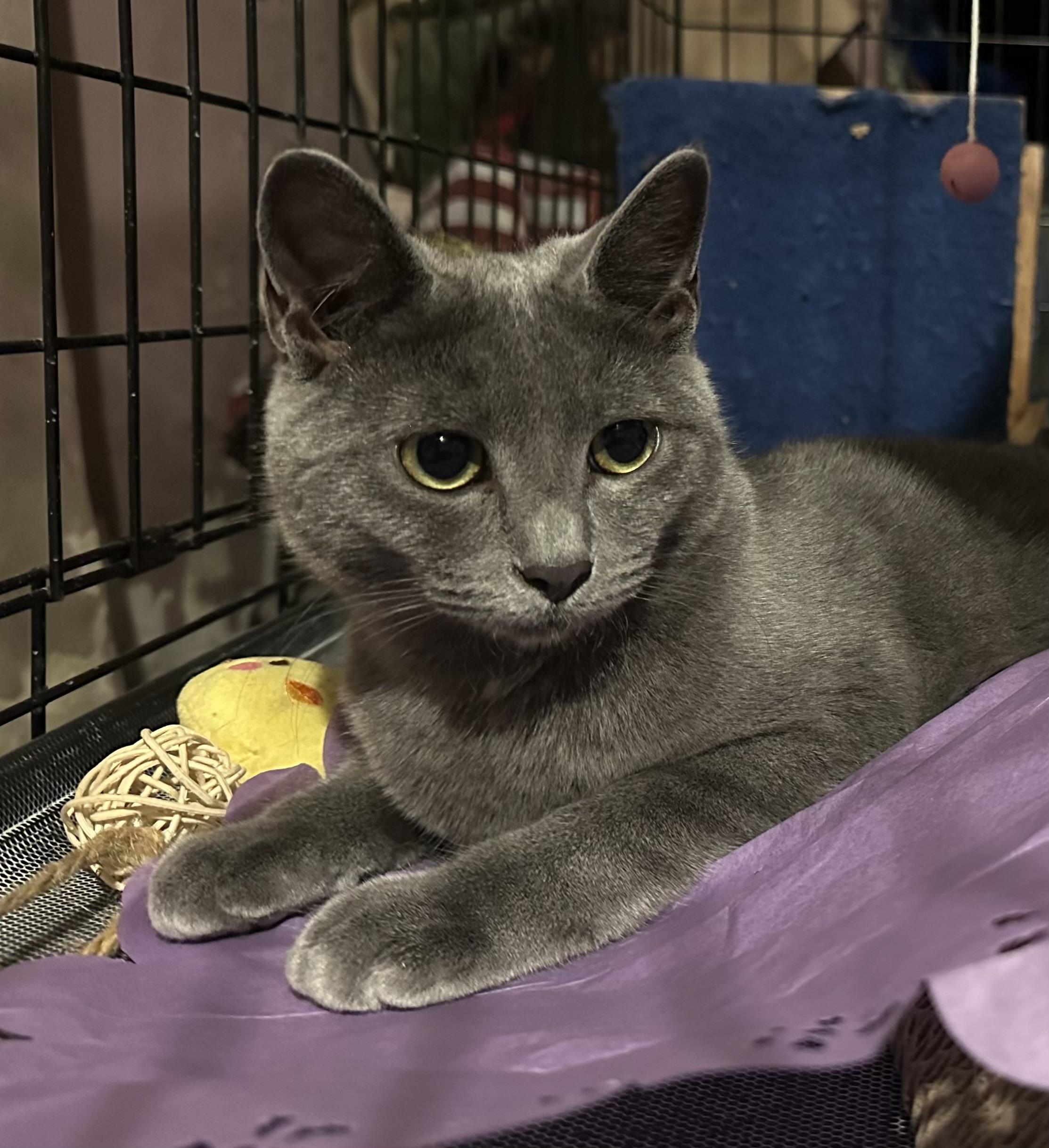 Bonded Dusty (grey female) and Inky (black male)