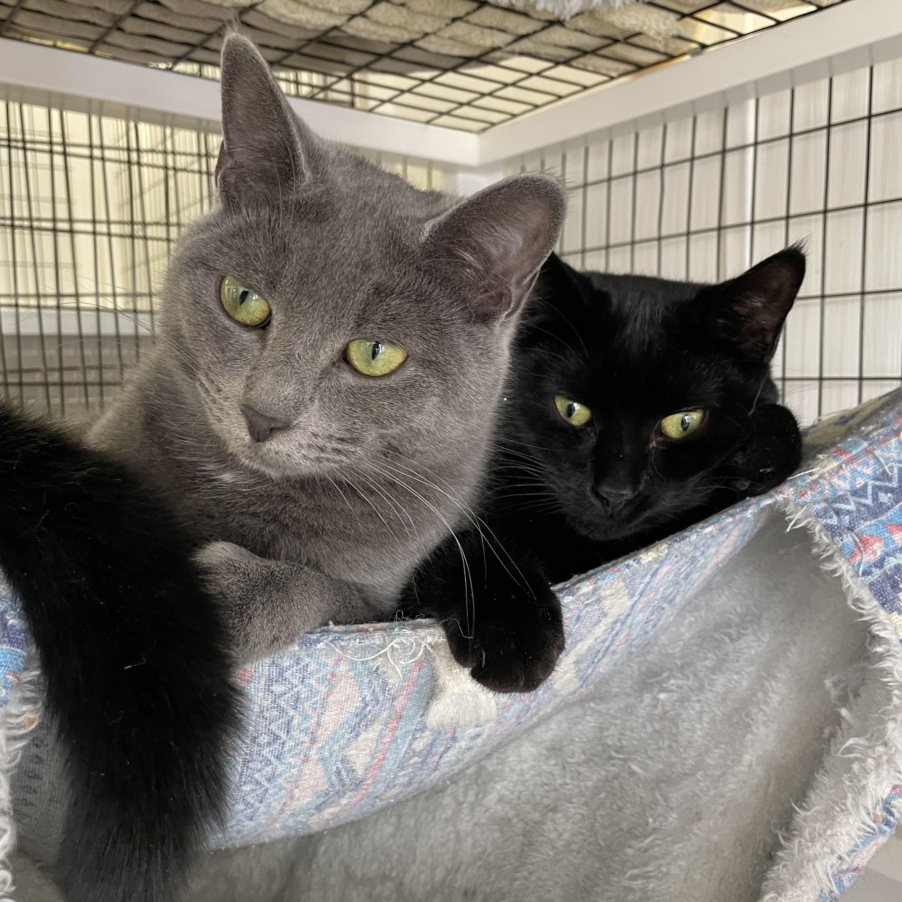 Bonded Dusty (grey female) and Inky (black male) — thumbnail 2
