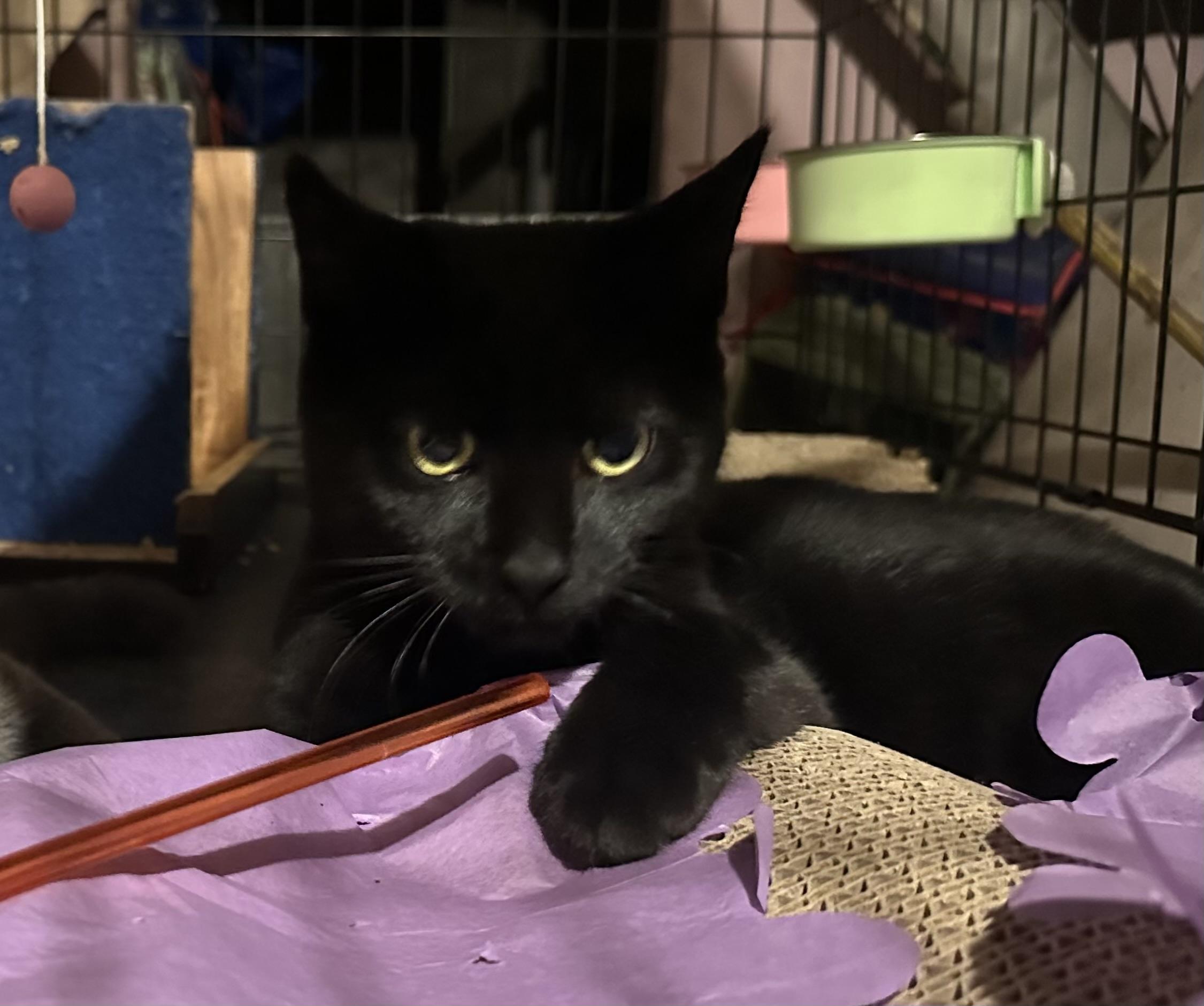 Bonded Dusty (grey female) and Inky (black male) — thumbnail 3