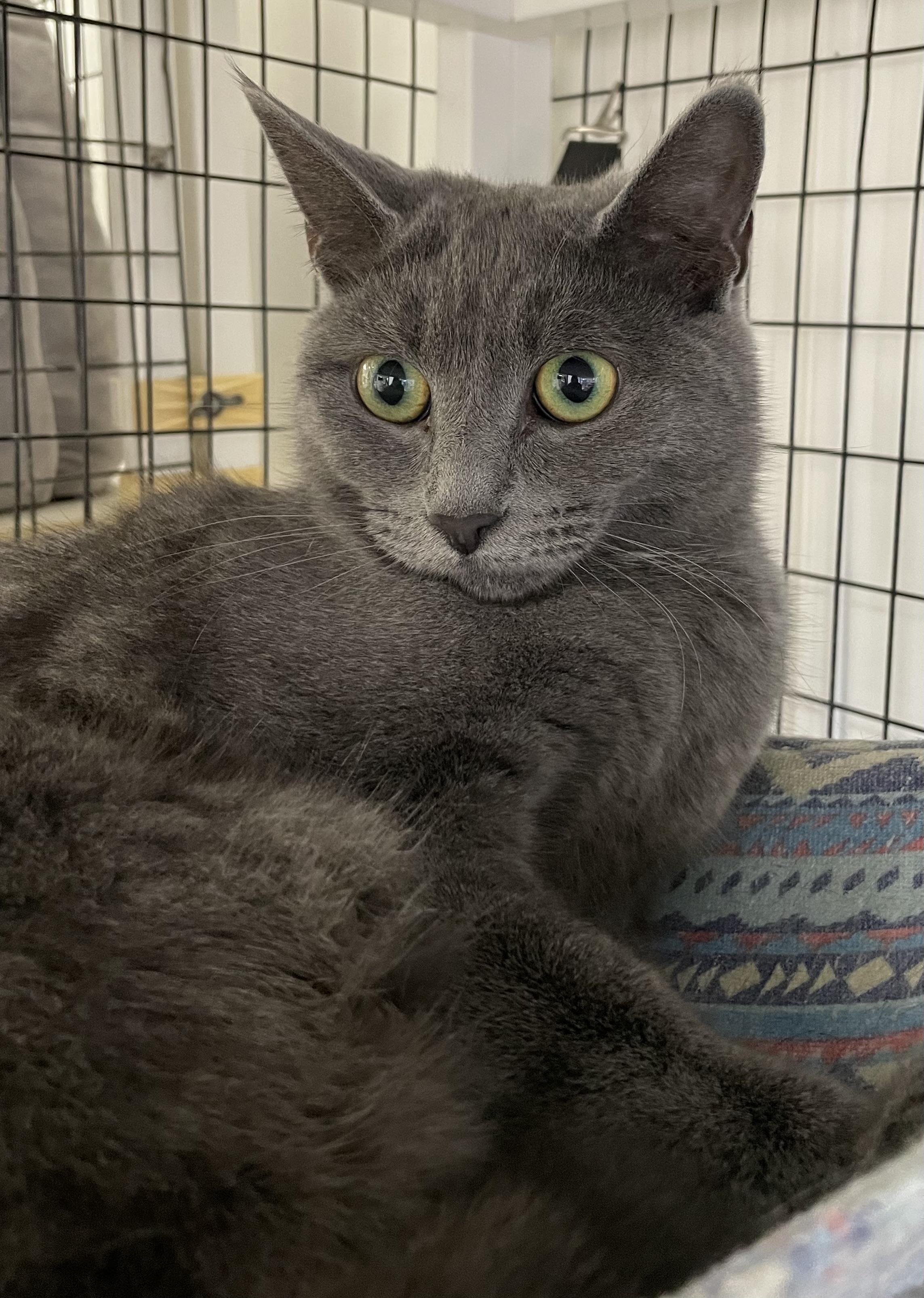 Bonded Dusty (grey female) and Inky (black male) — thumbnail 4