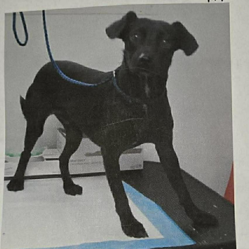 Pepe - 2009, adopted, Adult Male Mixed Breed.