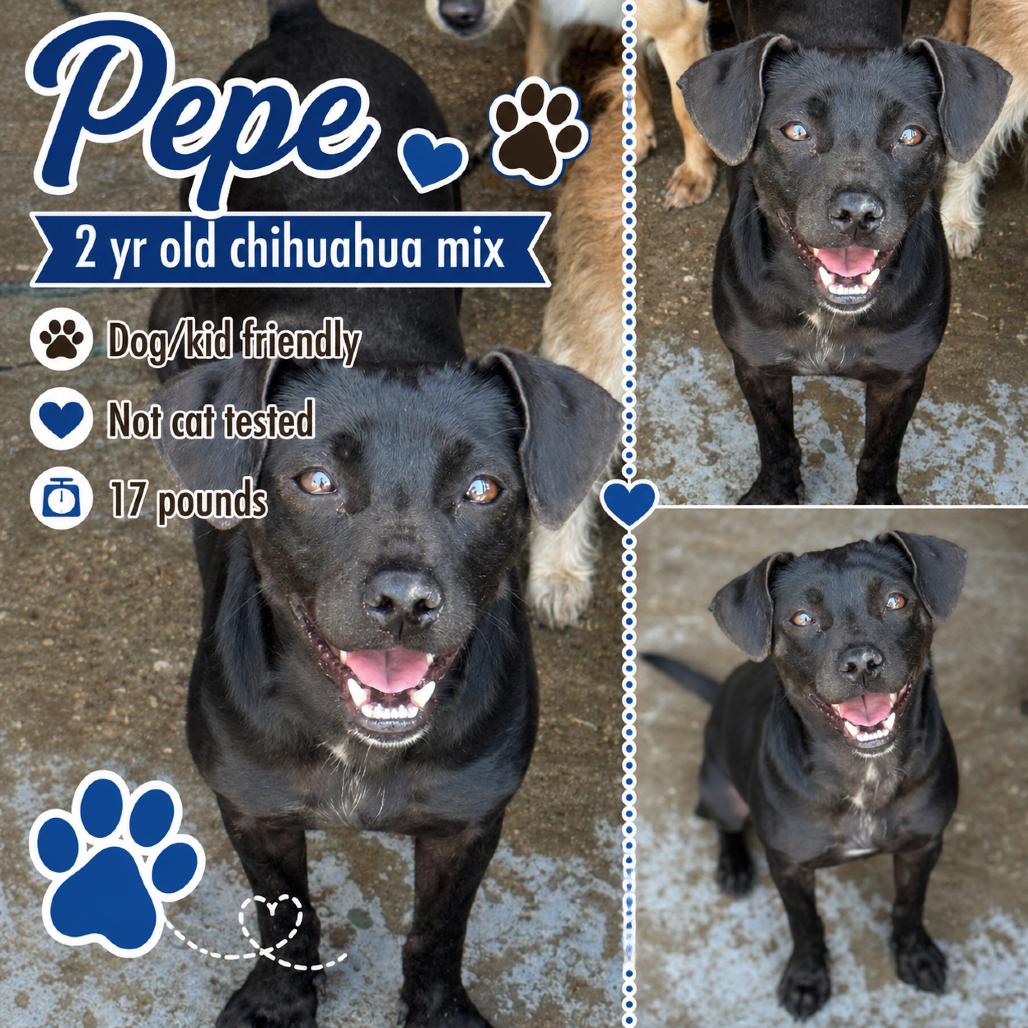 Pepe - 2009, an adopted Mixed Breed in Sydney Mines , NS image 2/2