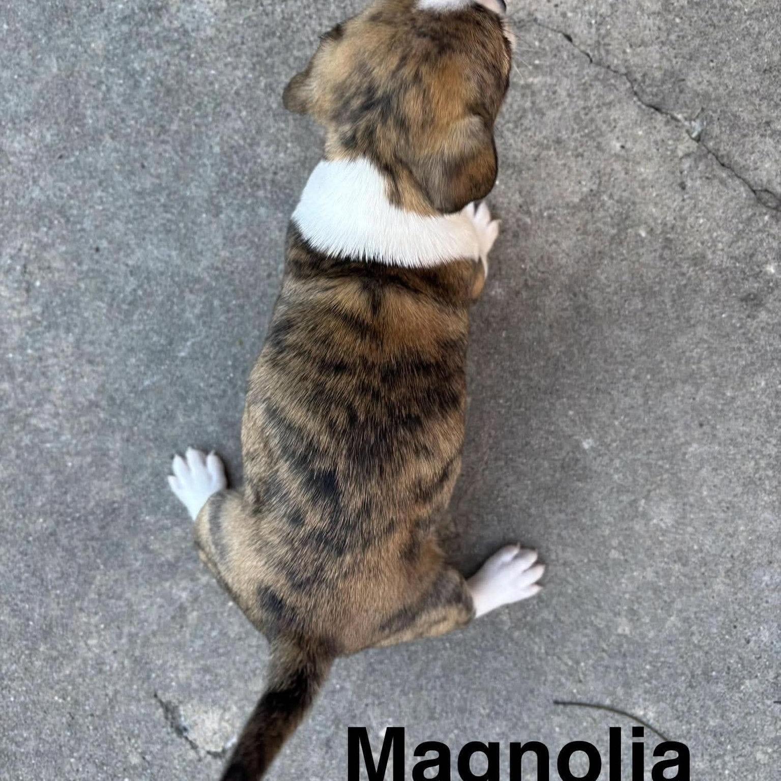 Enlarge Magnolia, a Adopted Chihuahua in Wilmington, NC image 2/2