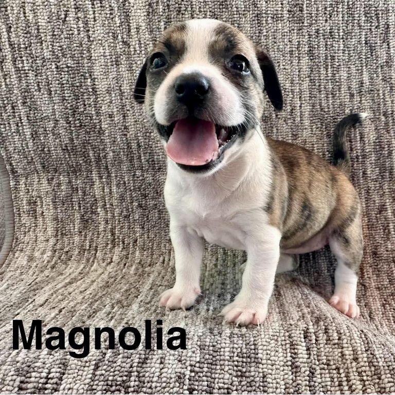 Magnolia, Adopted, Puppy Female Chihuahua.