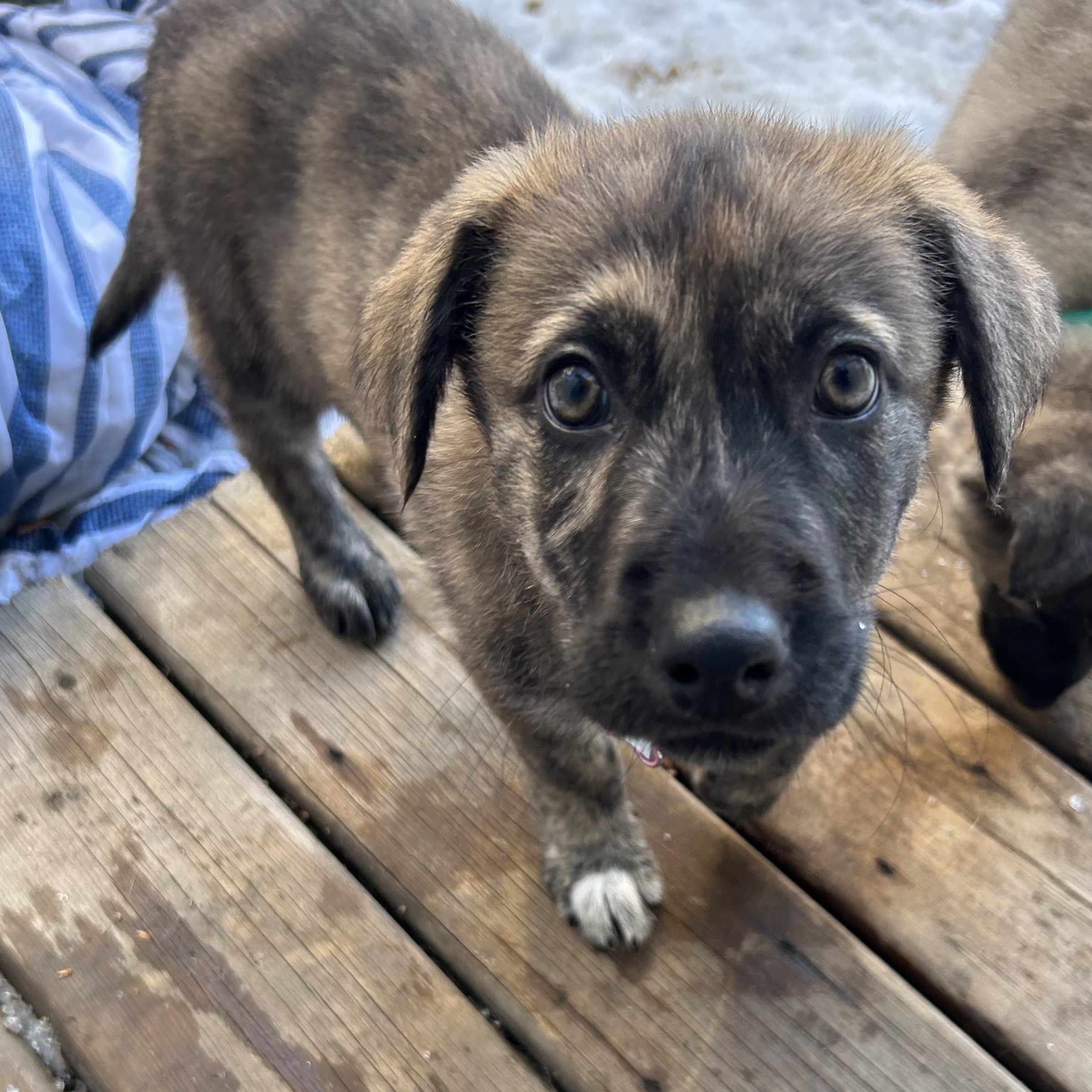 Sara, a ADOPTABLE Mixed Breed in Saskatoon, SK image 2/6