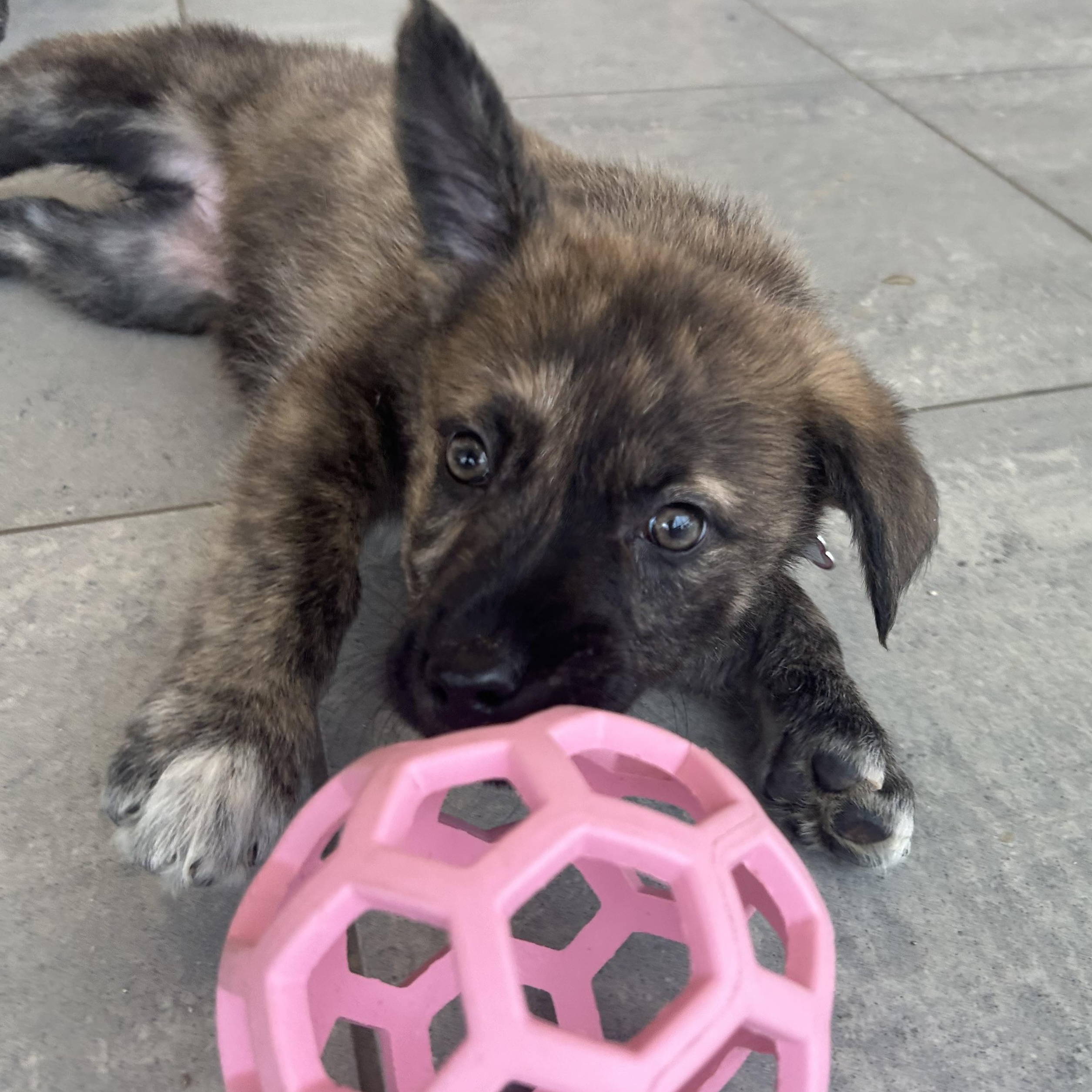 Sara, a ADOPTABLE Mixed Breed in Saskatoon, SK image 5/6