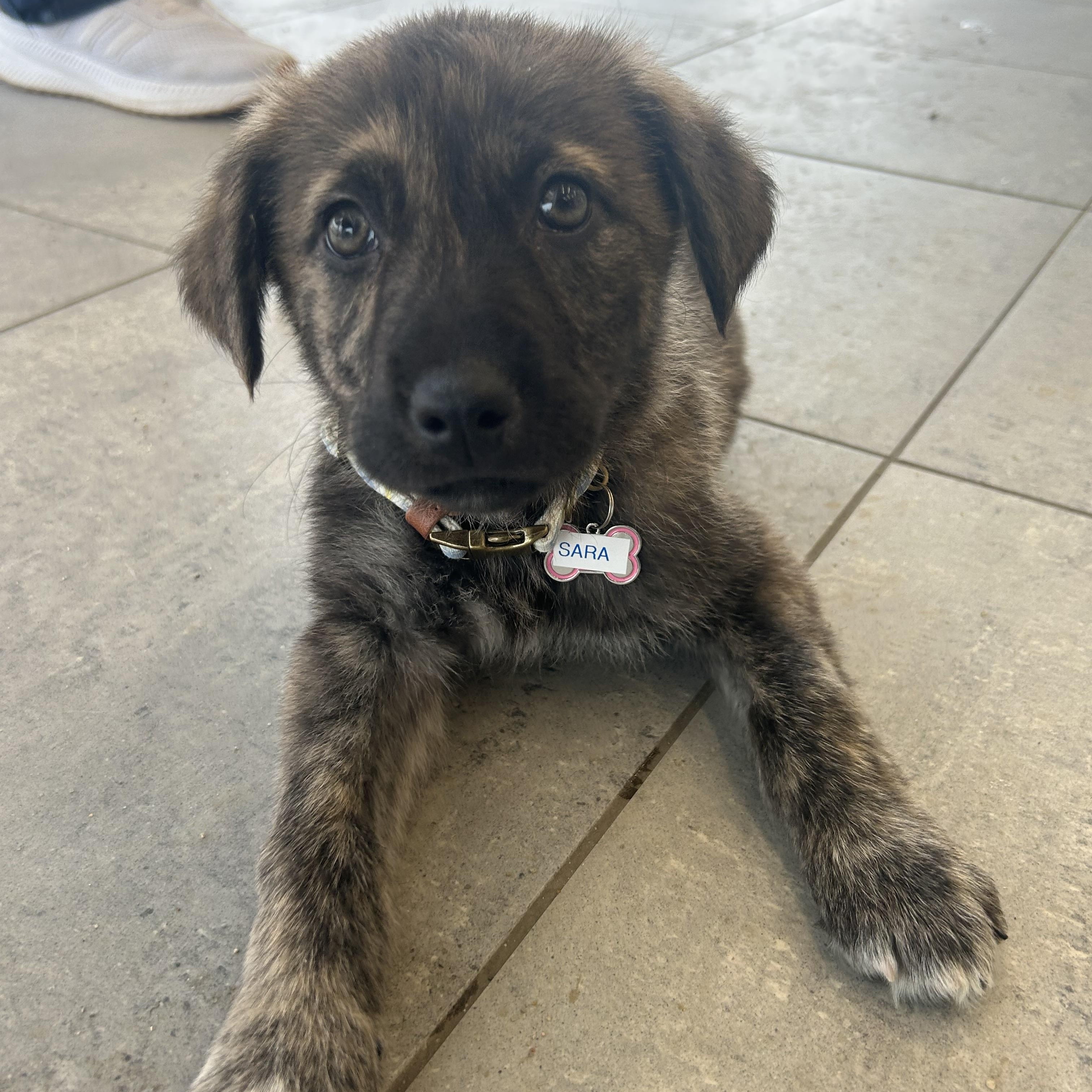 Sara, a ADOPTABLE Mixed Breed in Saskatoon, SK image 4/6