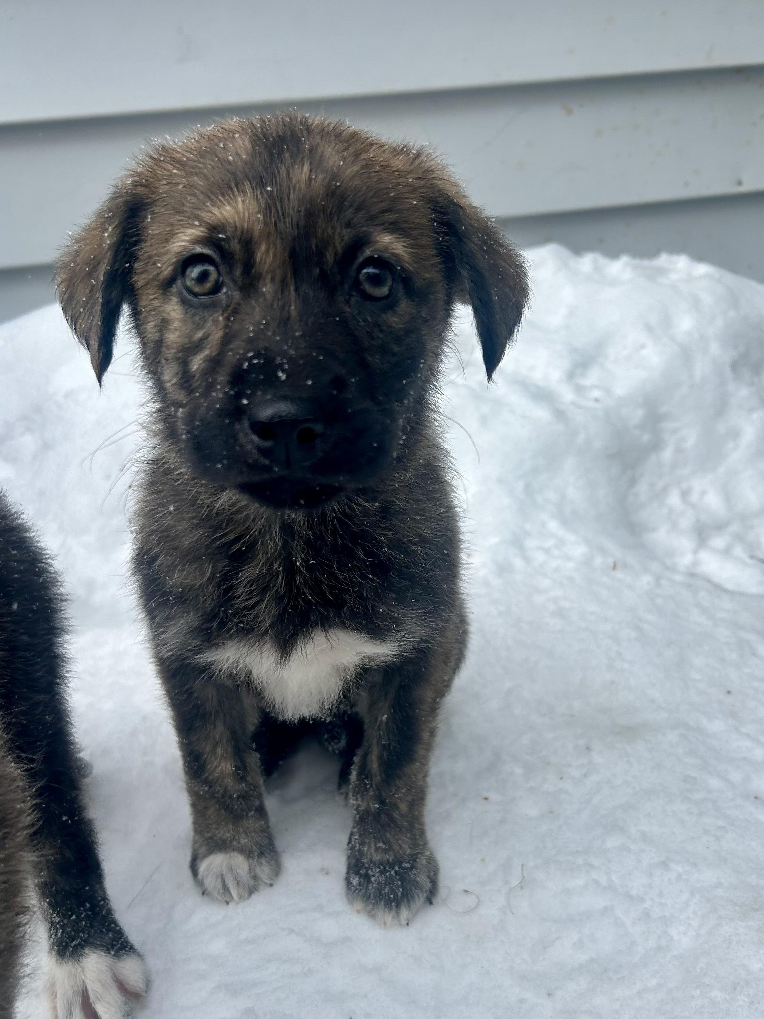 Sara, a ADOPTABLE Mixed Breed in Saskatoon, SK image 6/6