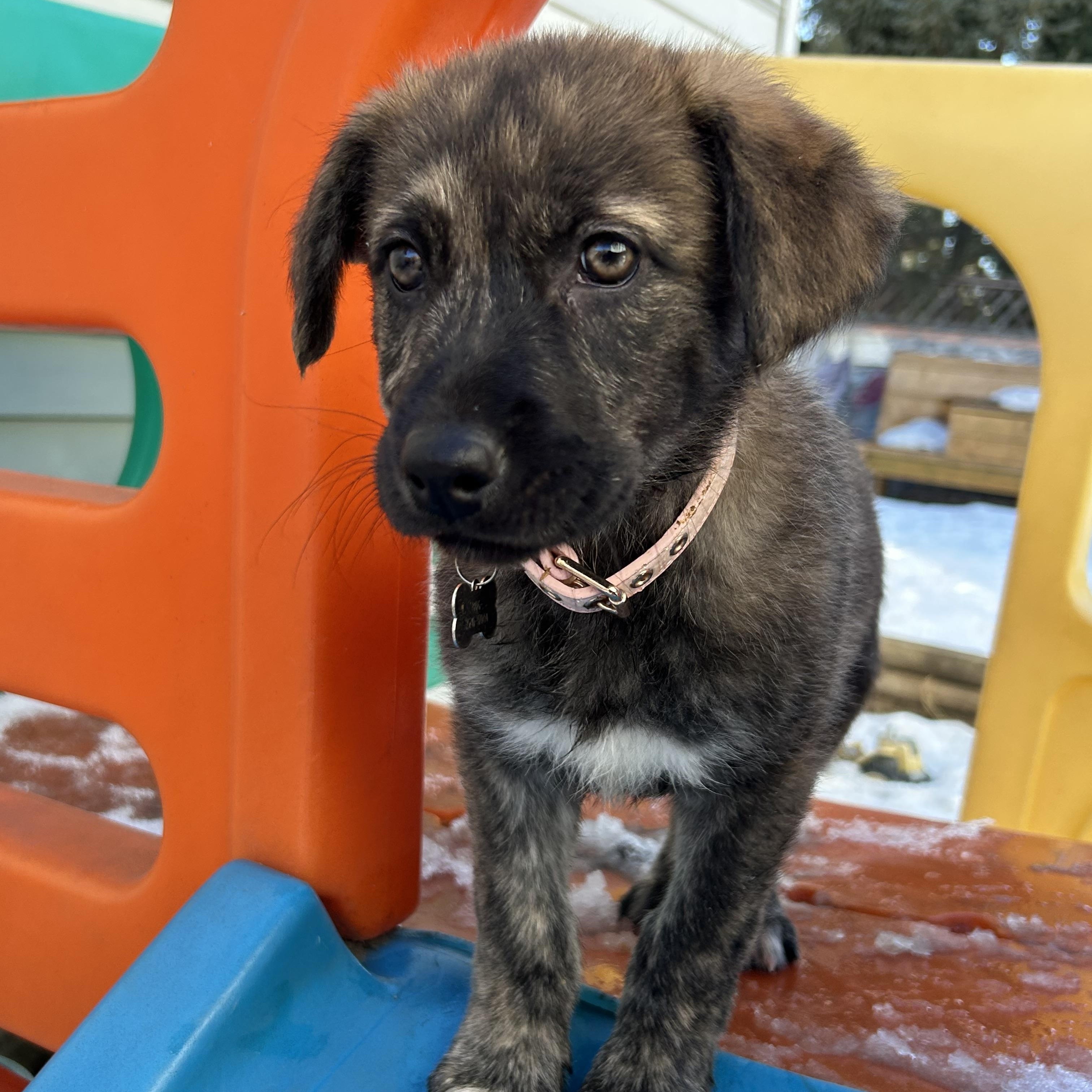 Sara, a ADOPTABLE Mixed Breed in Saskatoon, SK image 1/6