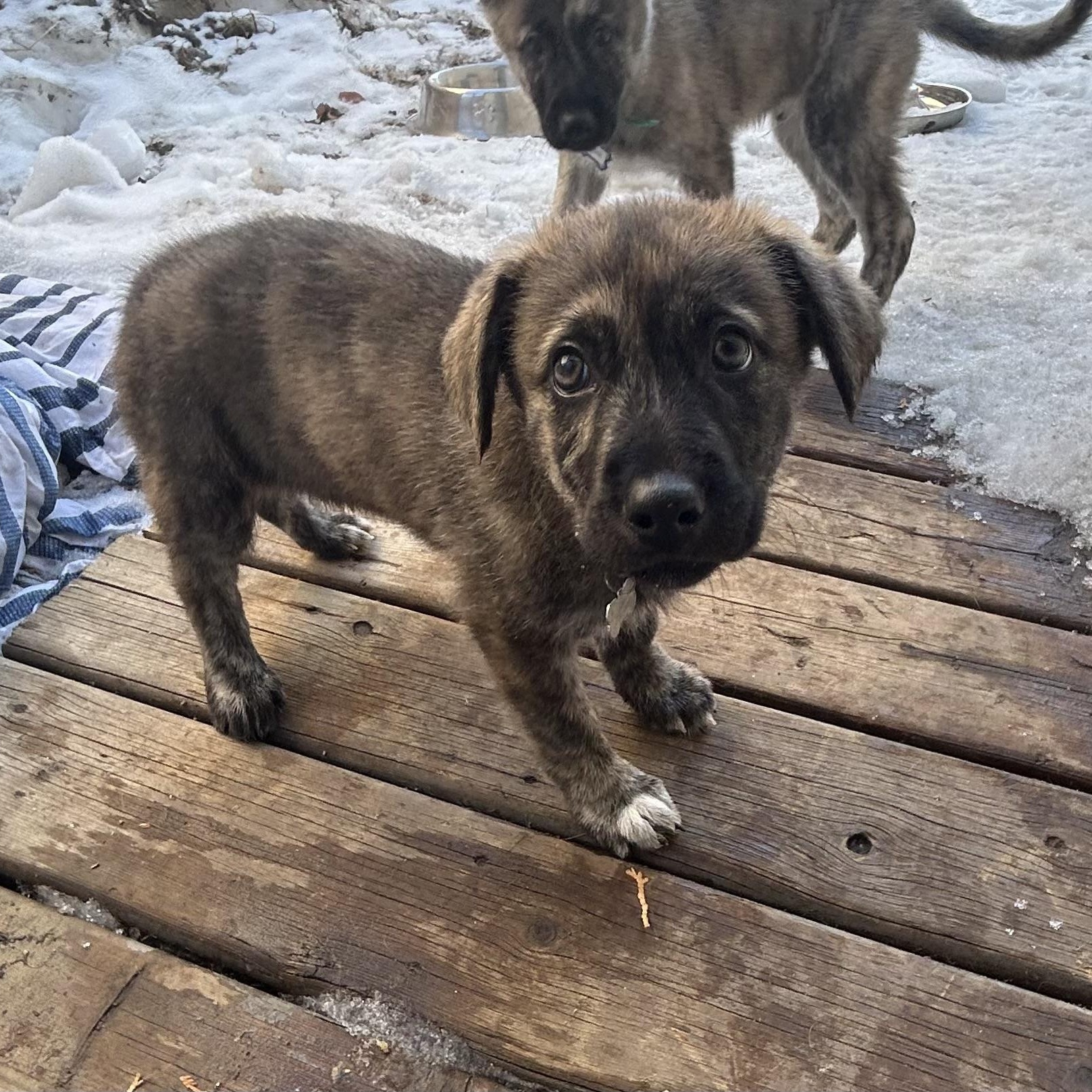 Sara, a ADOPTABLE Mixed Breed in Saskatoon, SK image 3/6