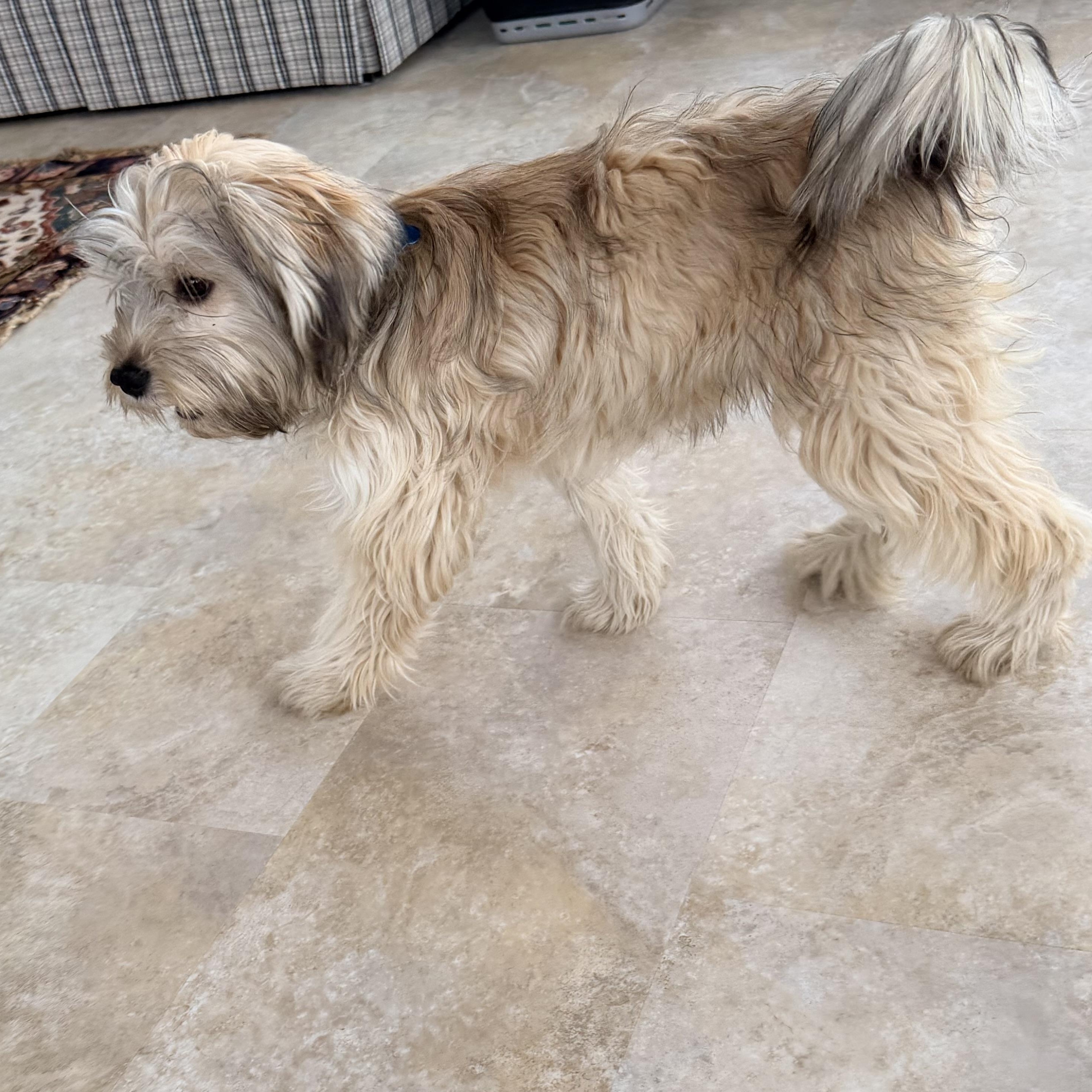 Enlarge Imara, an adopted Lhasa Apso in Minneapolis, MN image 5/5