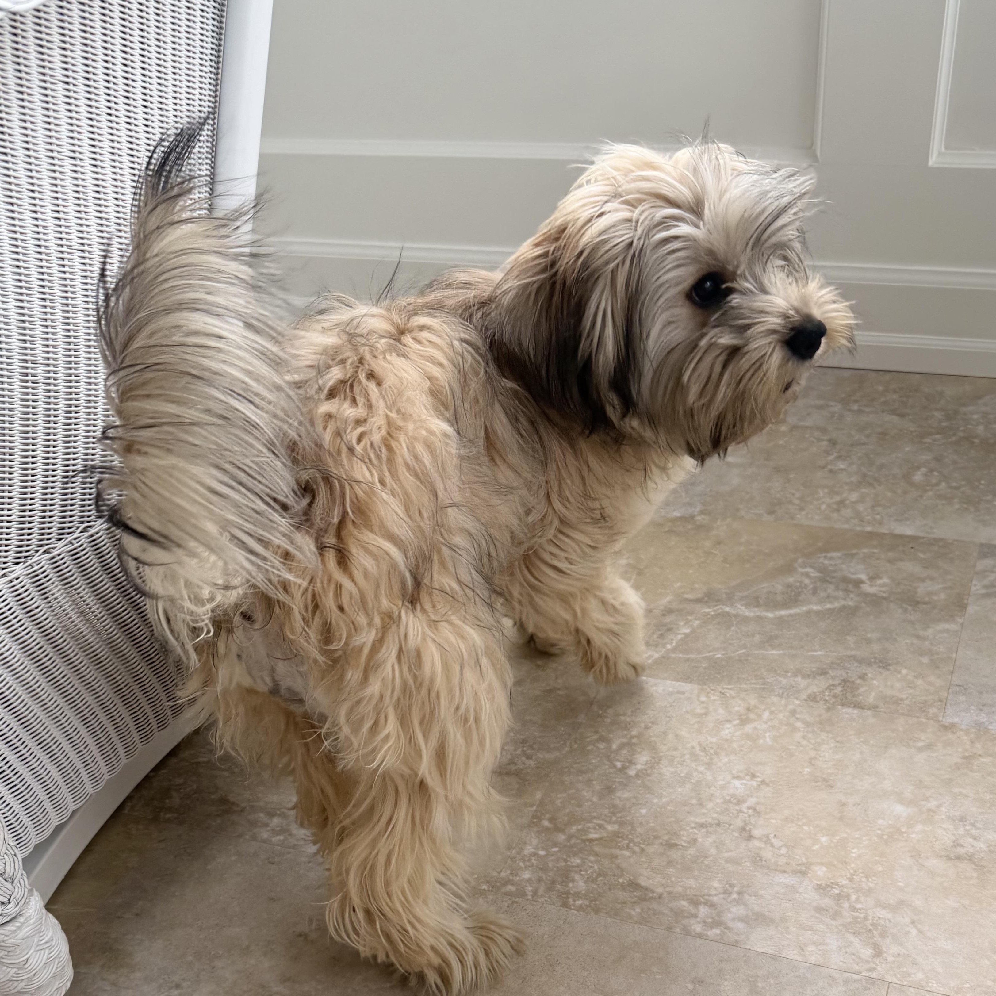 Enlarge Imara, an adopted Lhasa Apso in Minneapolis, MN image 4/5