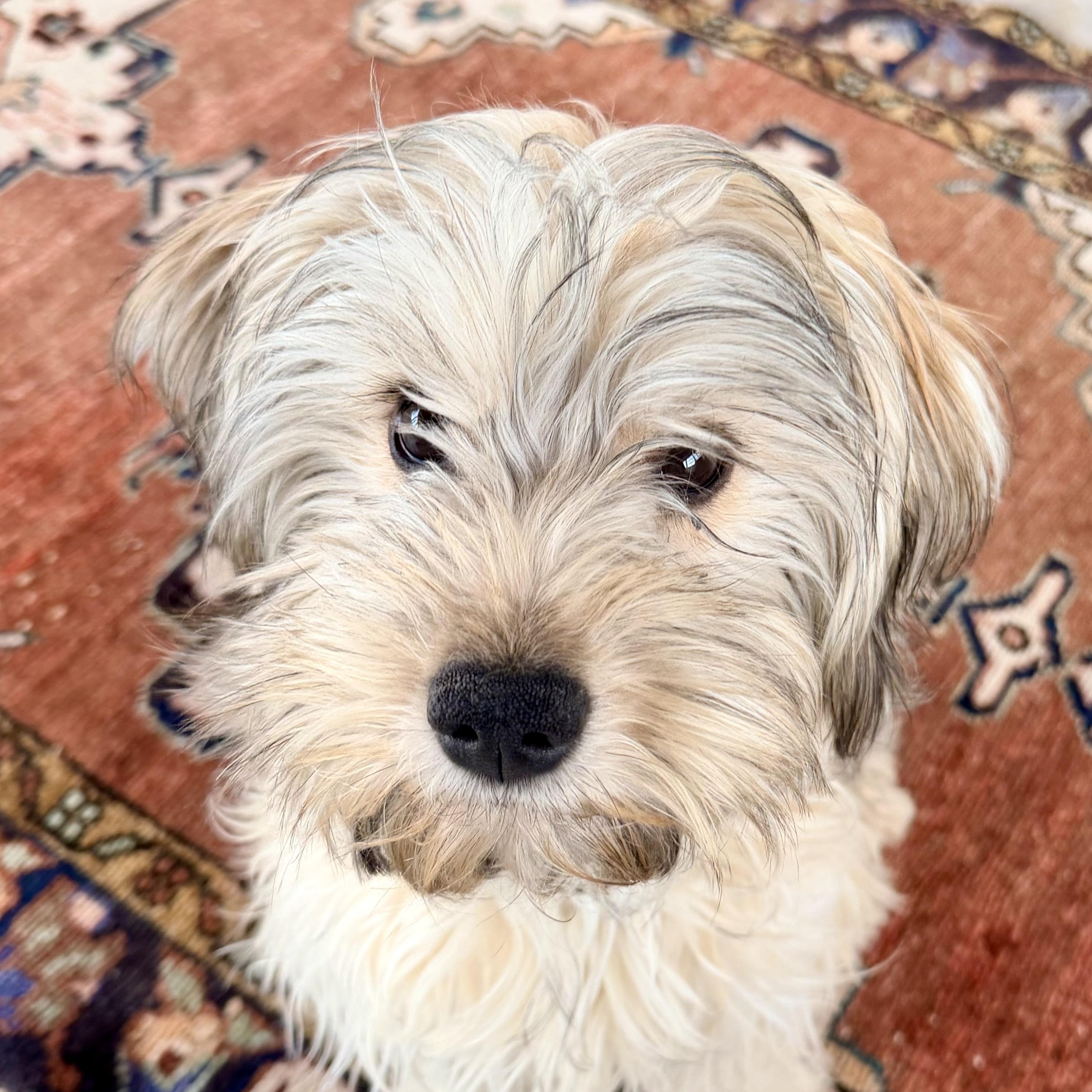 Imara, adopted, Young Female Lhasa Apso.