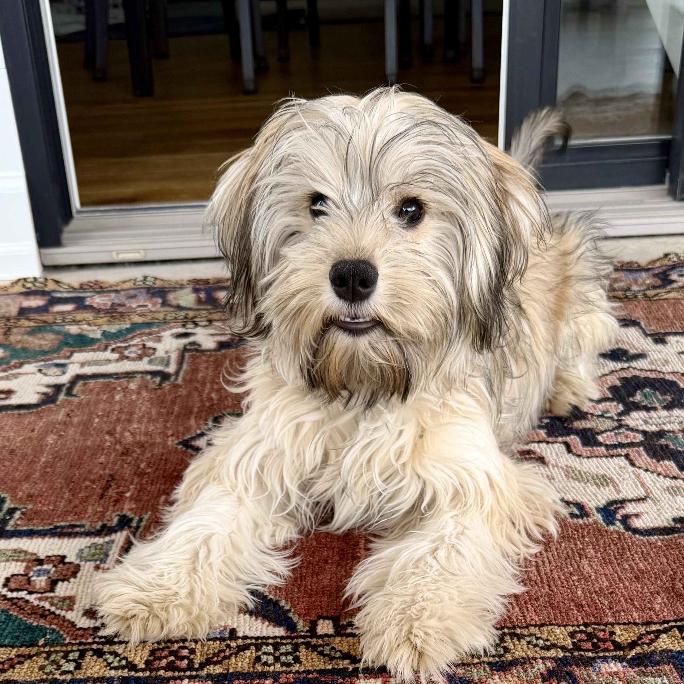 Enlarge Imara, an adopted Lhasa Apso in Minneapolis, MN image 2/5