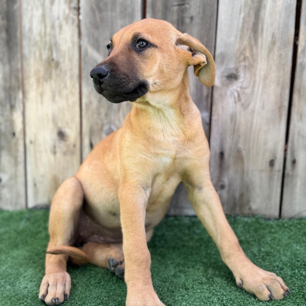 Puppy, Adoptable, Puppy Female German Shepherd Dog & Mixed Breed.