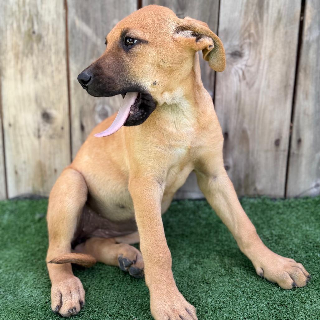 Puppy, a Adoptable mixed breed in Mount Shasta, CA image 2/2
