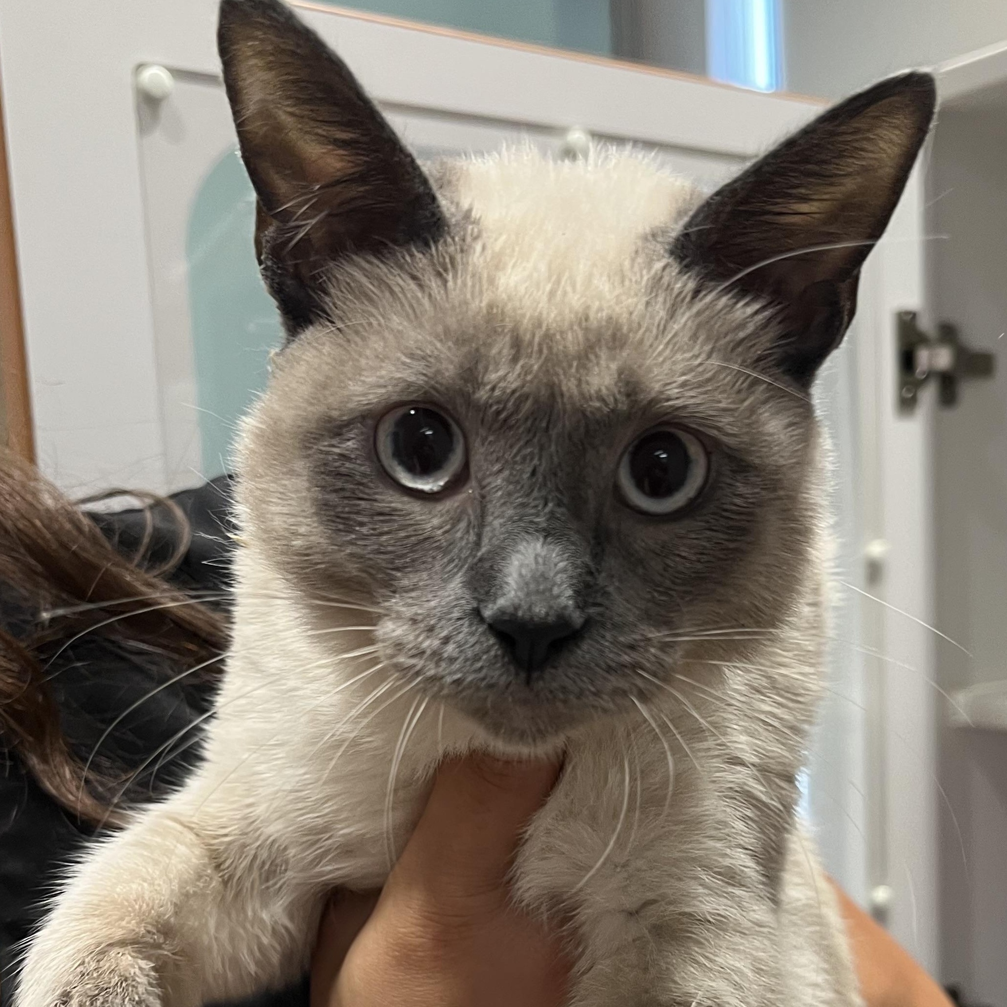 Stormy, Baby Female Siamese