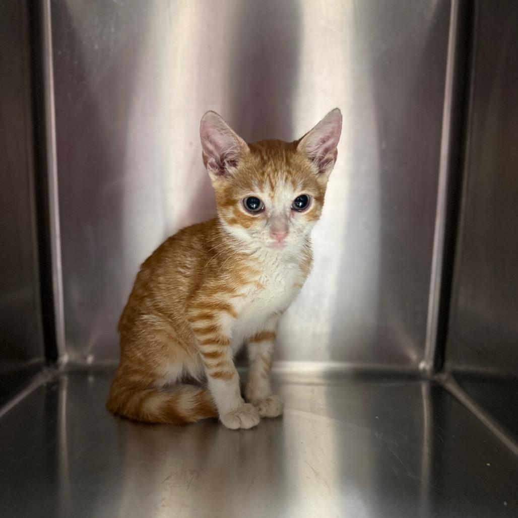 Porky 2322, Adoptable, Kitten Male Domestic Short Hair.