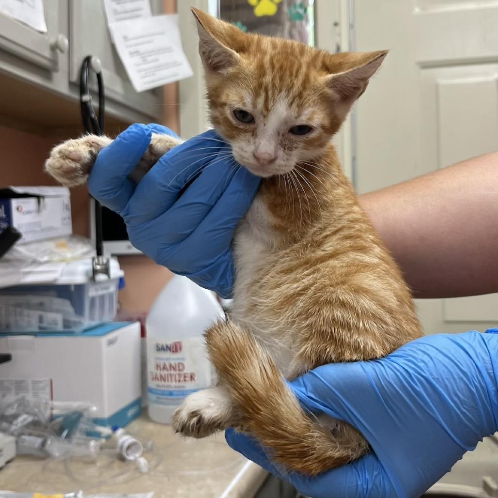 Porky 2322, a Adoptable Domestic Short Hair in Hamilton, GA image 2/6