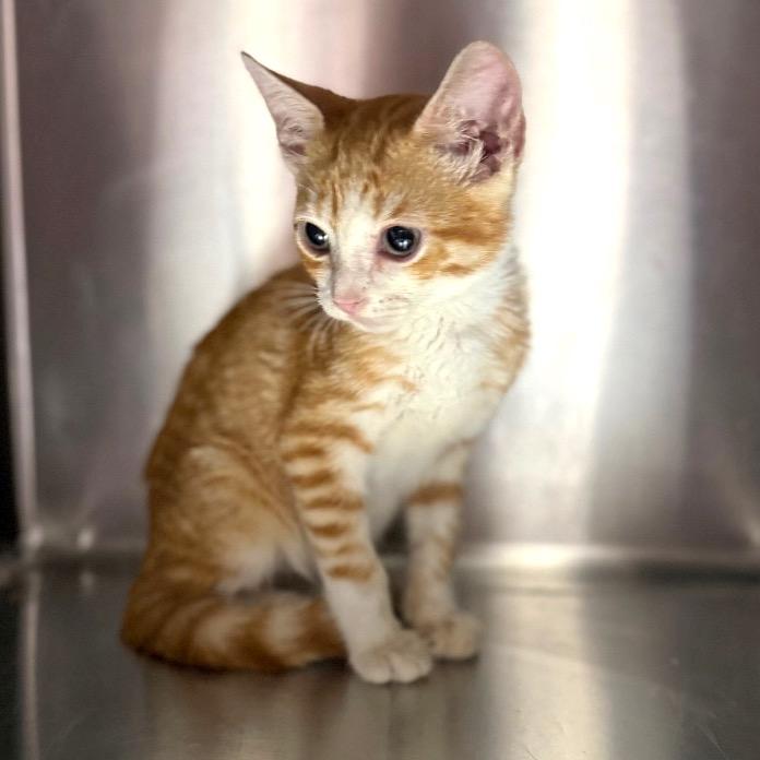 Porky 2322, a Adoptable Domestic Short Hair in Hamilton, GA image 3/6