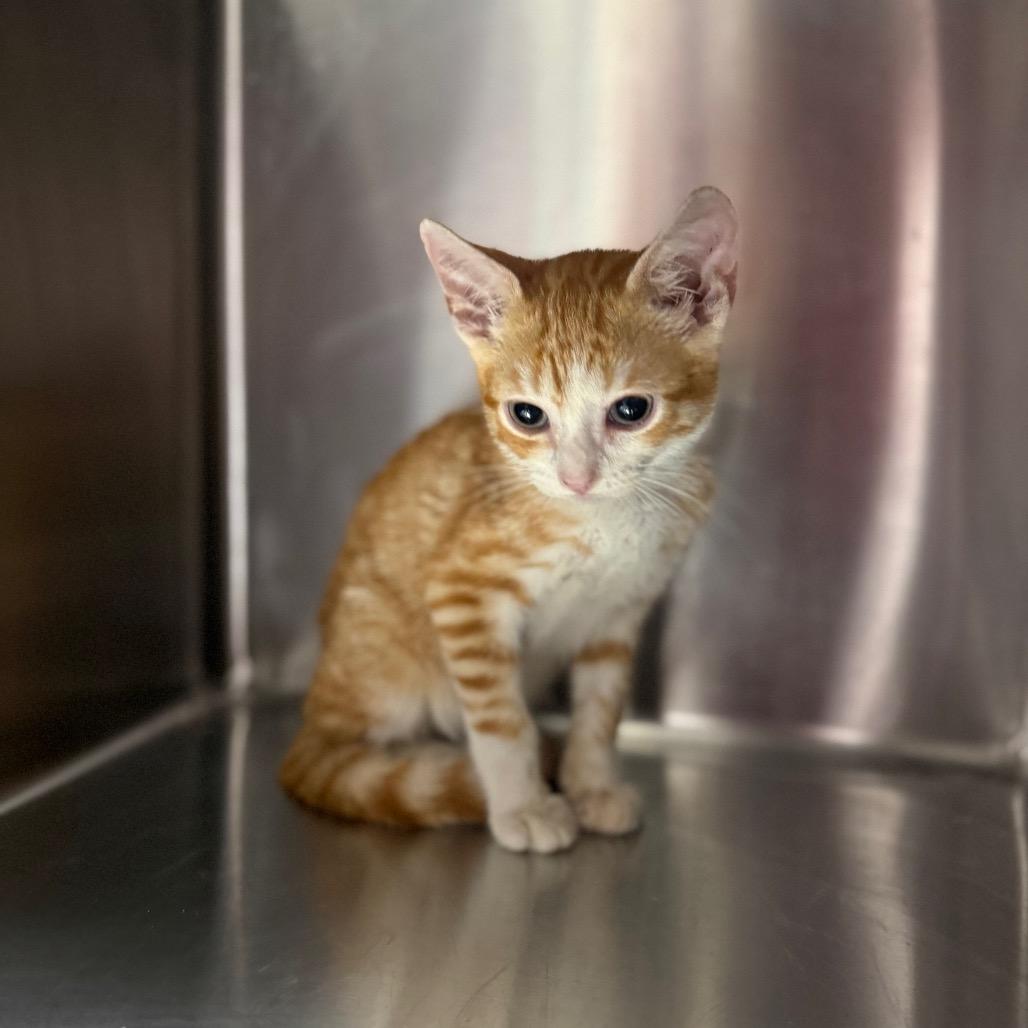 Porky 2322, a Adoptable Domestic Short Hair in Hamilton, GA image 4/6
