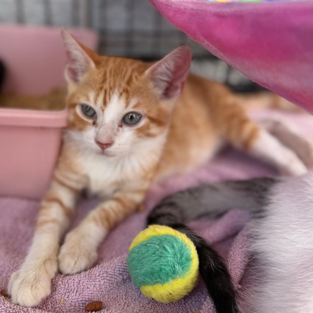 Porky 2322, a Adoptable Domestic Short Hair in Hamilton, GA image 5/6