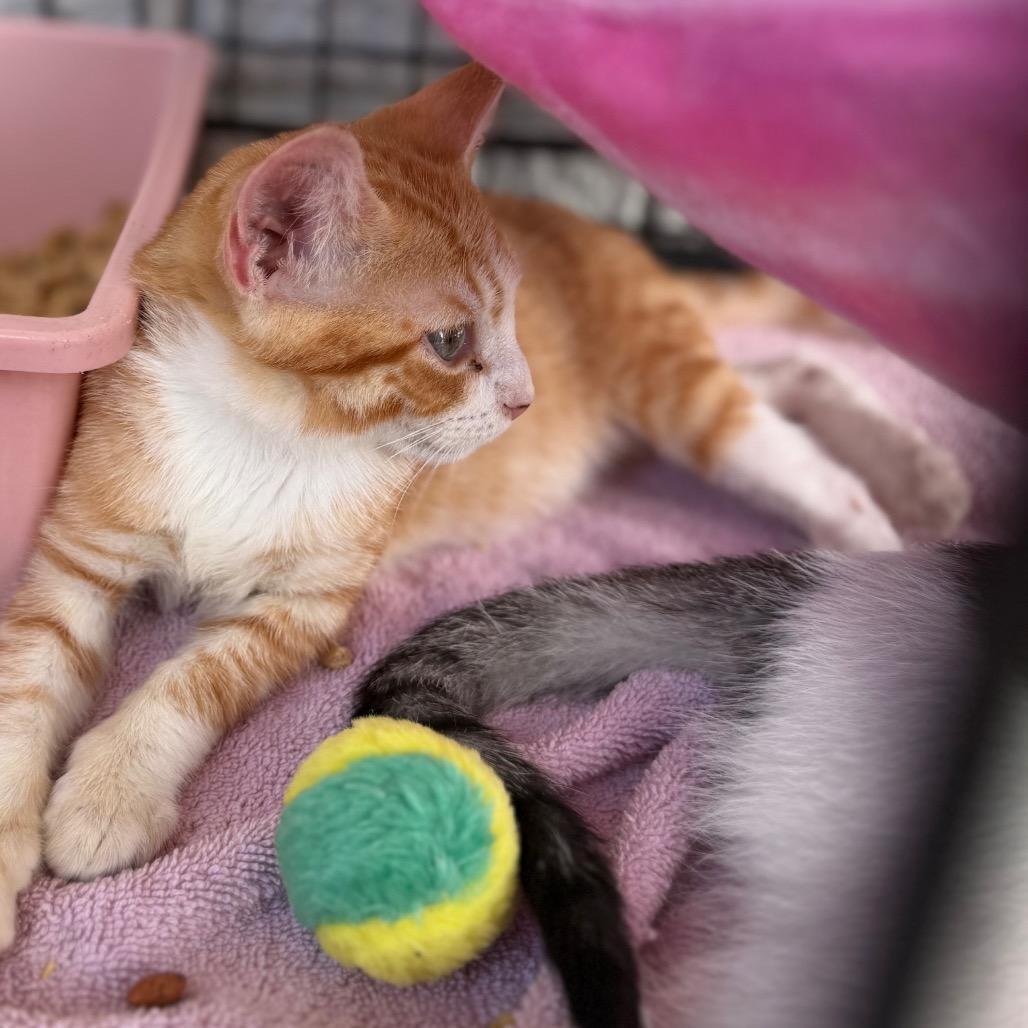 Porky 2322, a Adoptable Domestic Short Hair in Hamilton, GA image 6/6