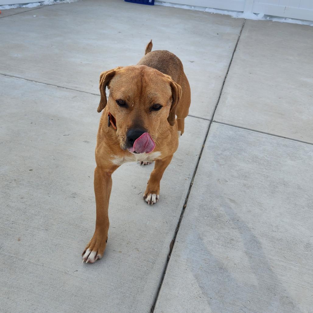 Rusty, Adoptable, Adult Male Mixed Breed.