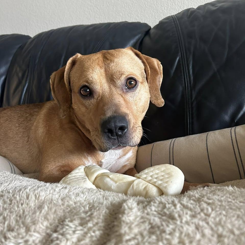 Enlarge Rusty, a Adoptable Mixed Breed in Harrisonburg, VA image 2/6