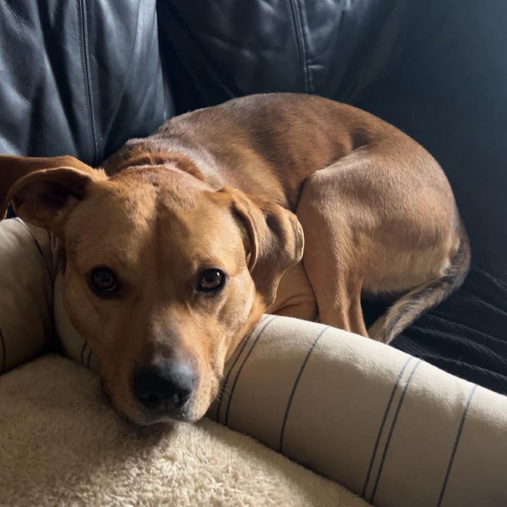 Enlarge Rusty, a Adoptable Mixed Breed in Harrisonburg, VA image 3/6