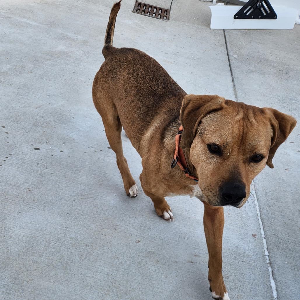 Enlarge Rusty, a Adoptable Mixed Breed in Harrisonburg, VA image 2/6