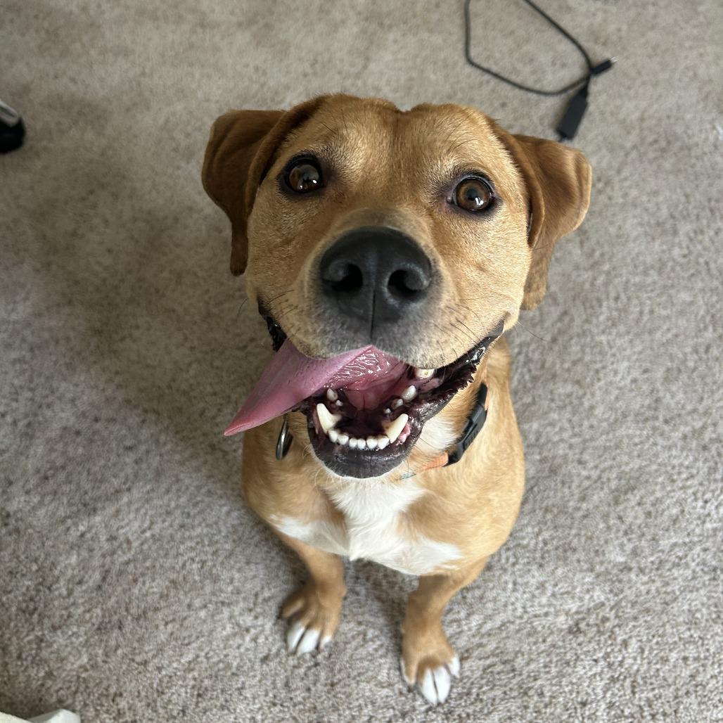 Enlarge Rusty, a Adoptable Mixed Breed in Harrisonburg, VA image 4/6