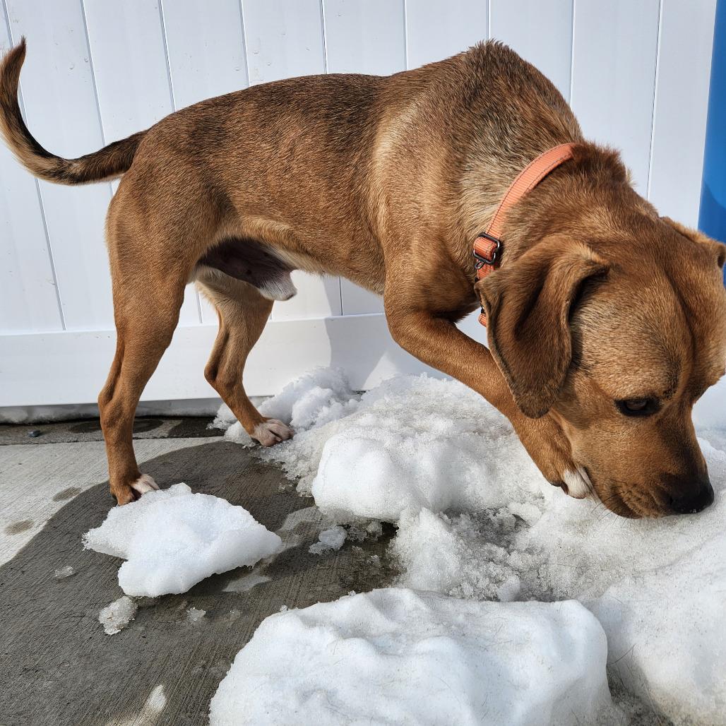 Enlarge Rusty, a Adoptable Mixed Breed in Harrisonburg, VA image 3/6