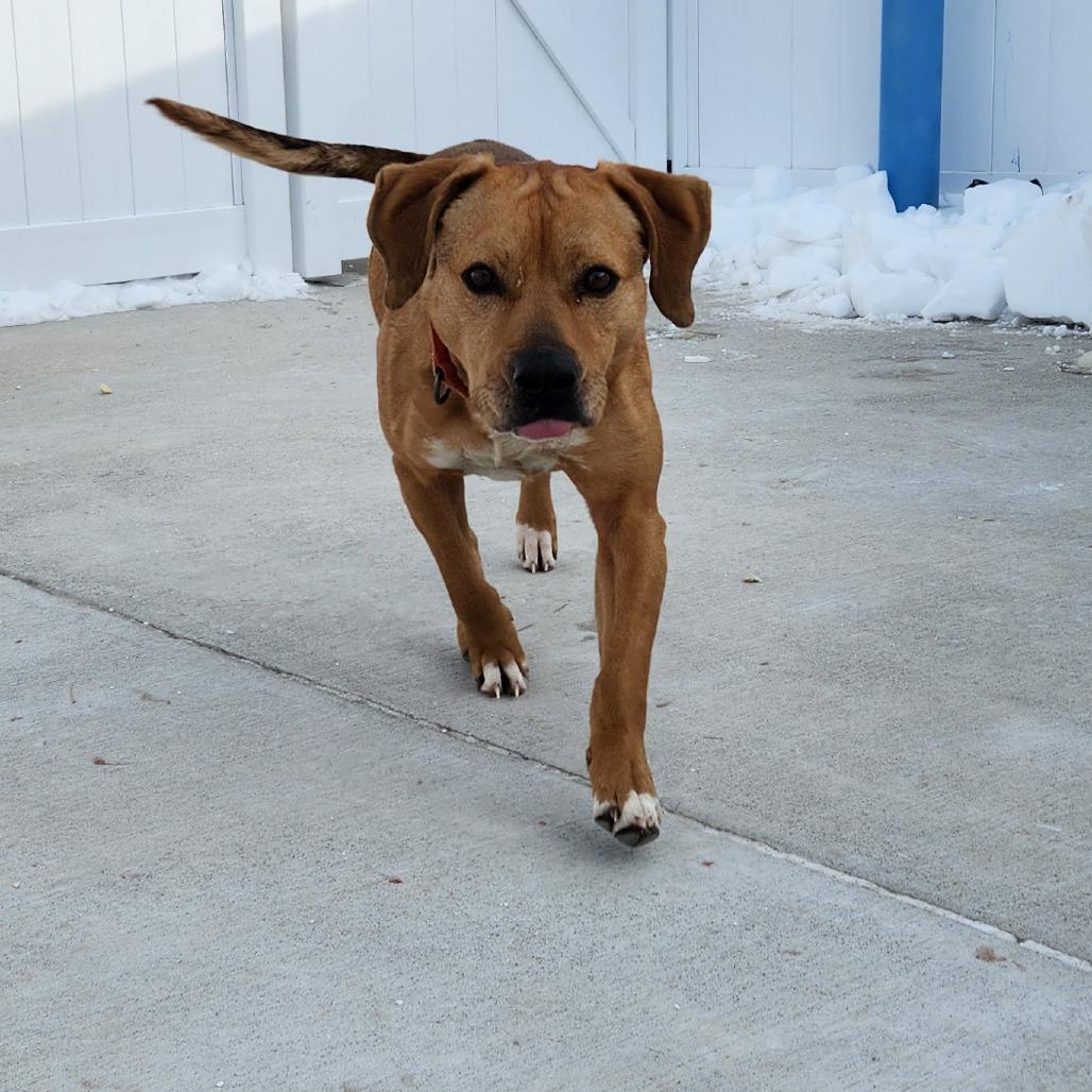 Enlarge Rusty, a Adoptable Mixed Breed in Harrisonburg, VA image 4/6