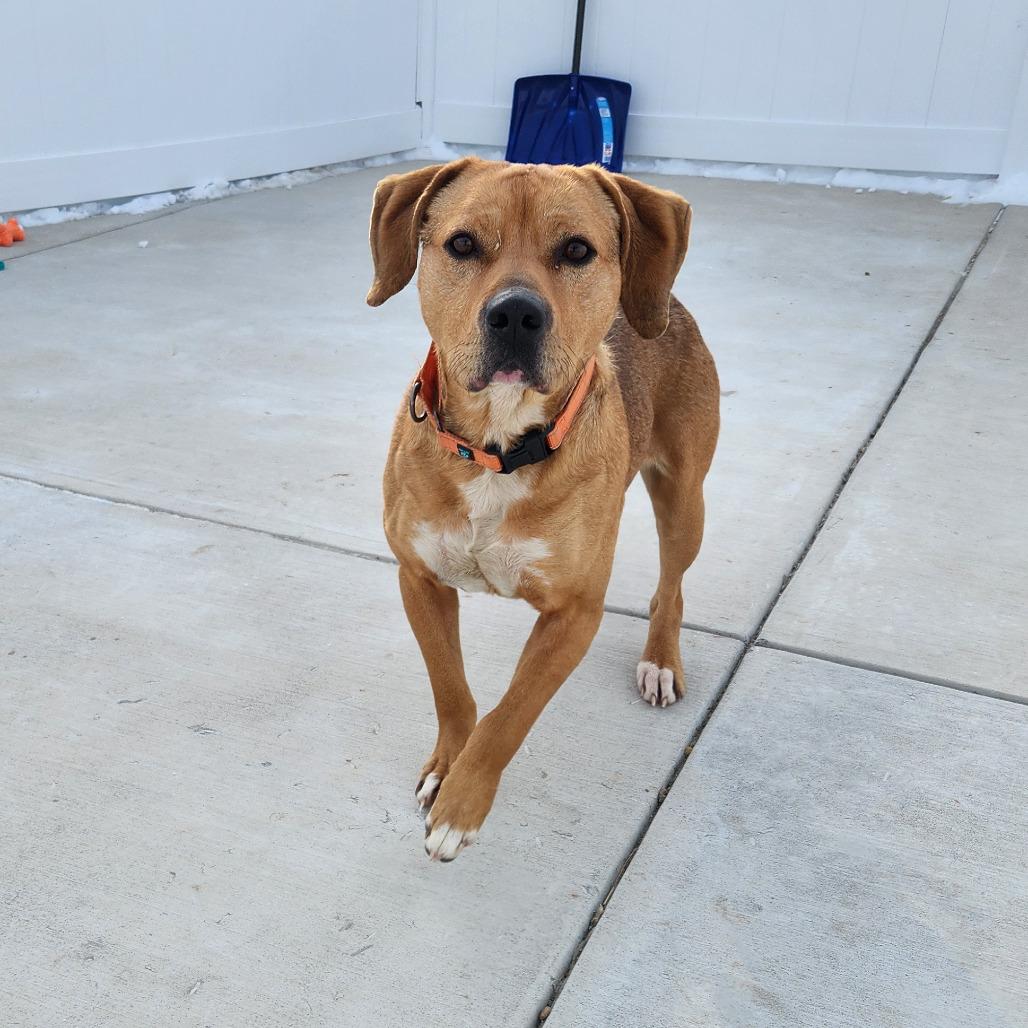 Enlarge Rusty, a Adoptable Mixed Breed in Harrisonburg, VA image 5/6