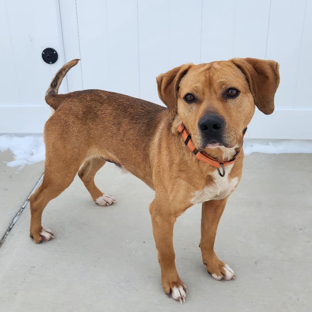 Enlarge Rusty, a Adoptable Mixed Breed in Harrisonburg, VA image 6/6