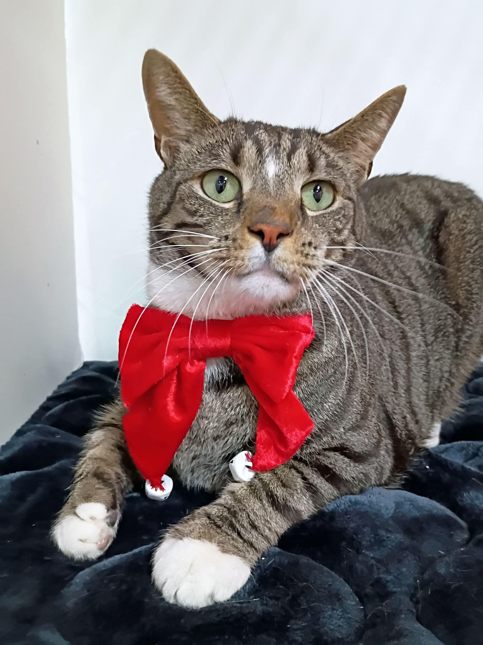 Ding Dong, a Adoptable Domestic Short Hair in Morgantown, WV image 1/5