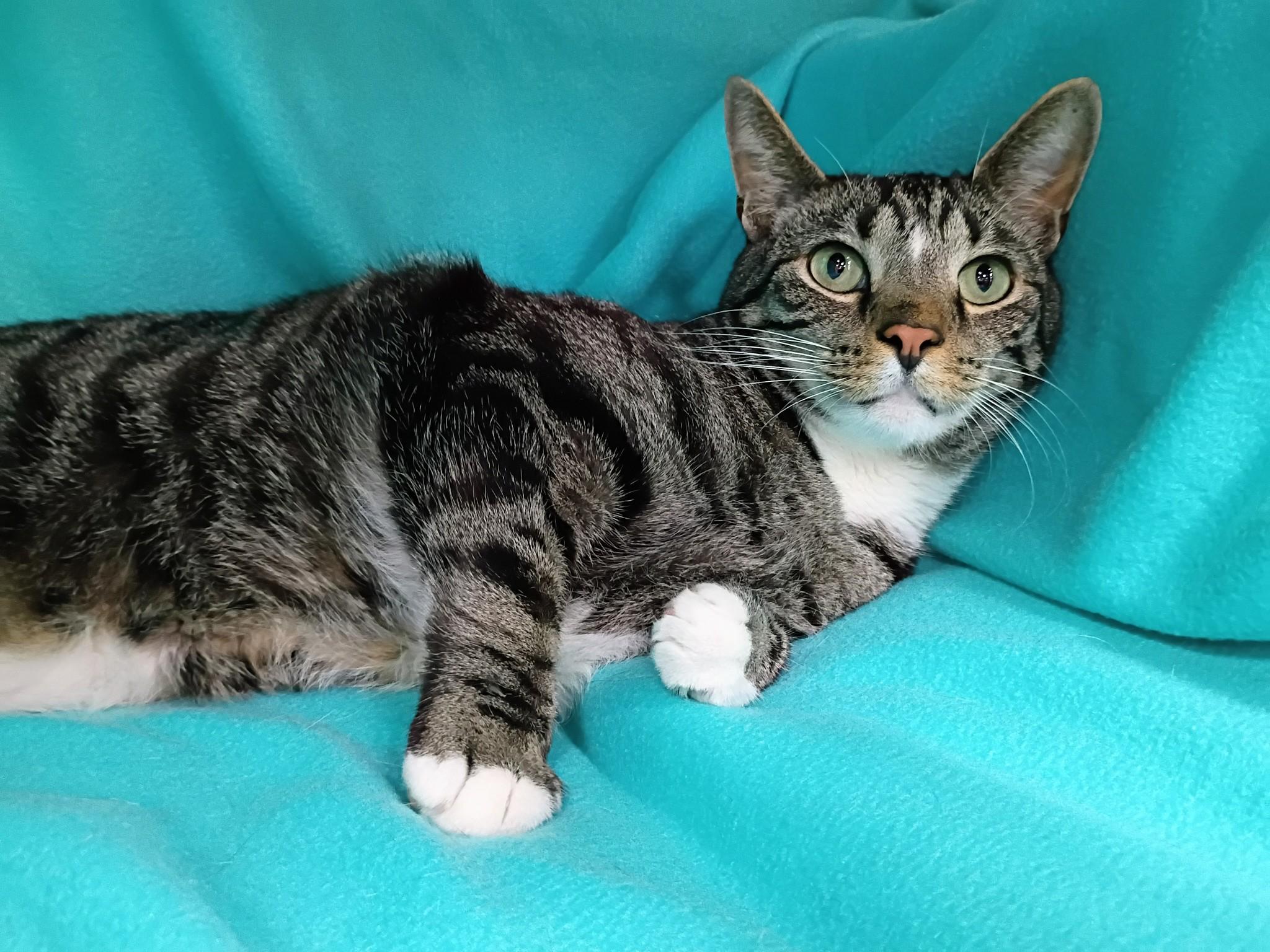 Ding Dong, a Adoptable Domestic Short Hair in Morgantown, WV image 3/5