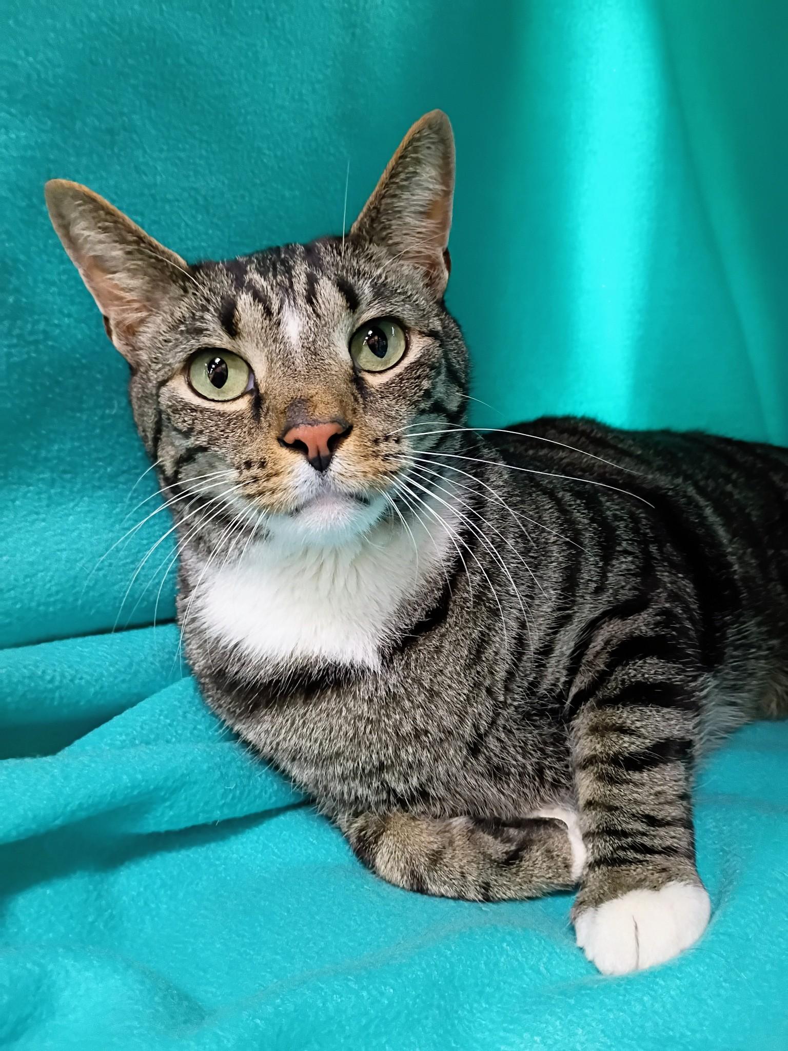 Ding Dong, a Adoptable Domestic Short Hair in Morgantown, WV image 4/5