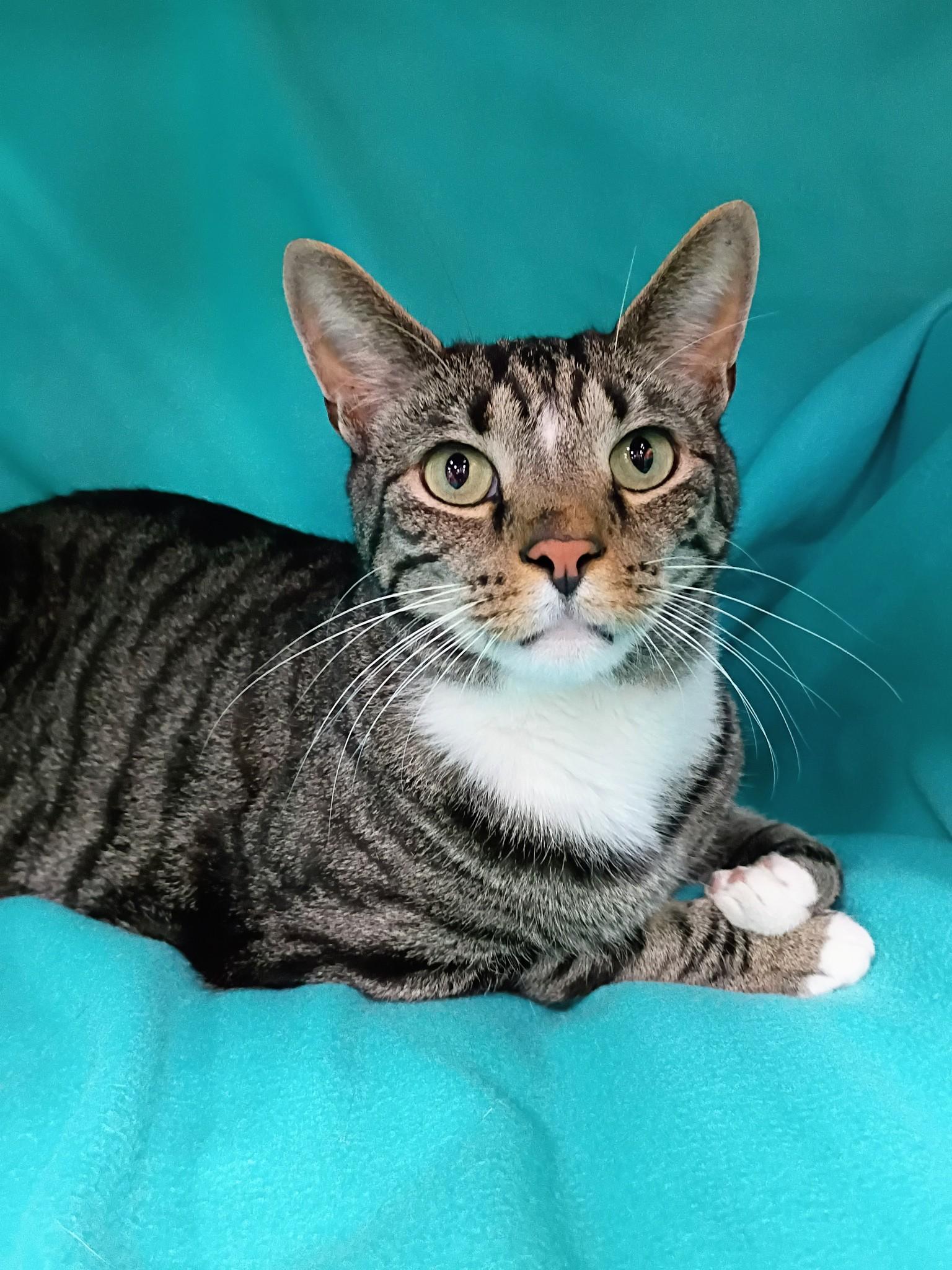 Ding Dong, a Adoptable Domestic Short Hair in Morgantown, WV image 2/5