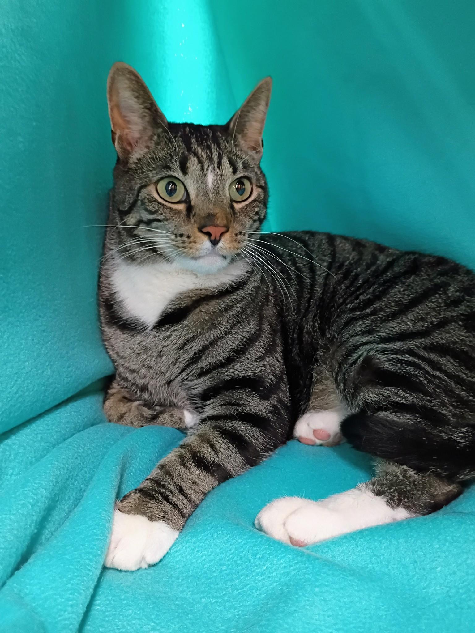 Ding Dong, a Adoptable Domestic Short Hair in Morgantown, WV image 5/5