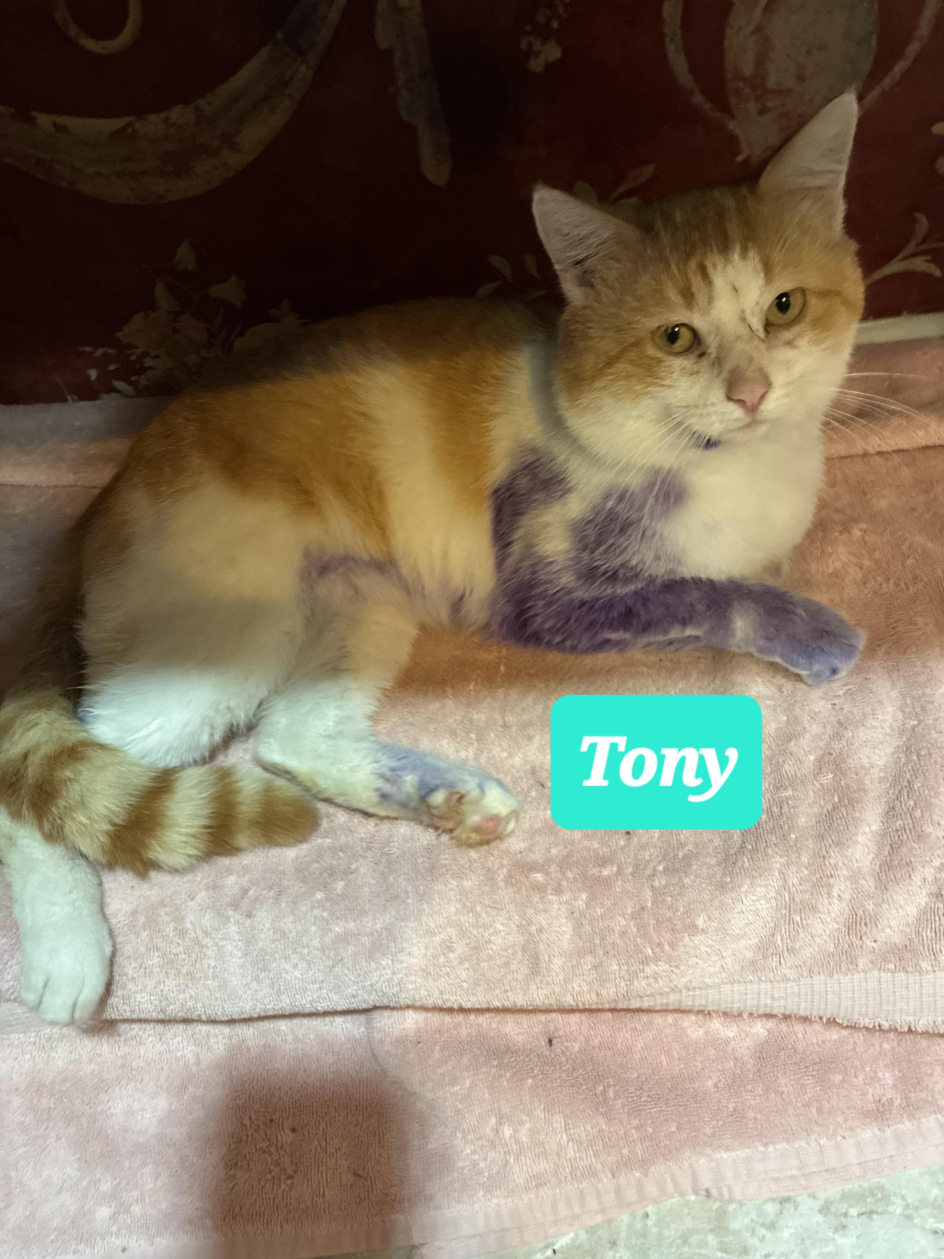 Enlarge Tony, an adopted Domestic Short Hair in Dyersburg, TN image 1/1